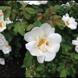 KNOCK OUT® ROSE WHITE OUT