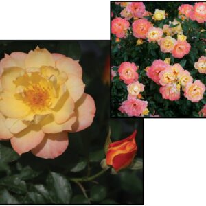 OSO EASY® ROSE ITALIAN ICE