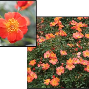 OSO EASY® ROSE HOT PAPRIKA