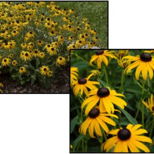 AMERICAN GOLD RUSH BLACK EYED SUSAN
