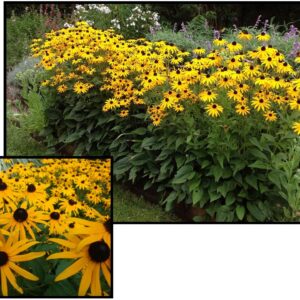 GOLDSTURM BLACK EYED SUSAN