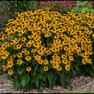 LITTLE GOLD STAR BLACK EYED SUSAN