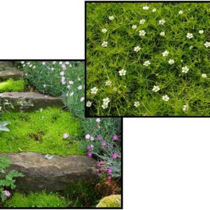SCOTCH MOSS