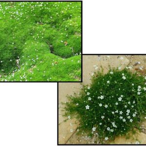 IRISH MOSS