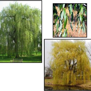 GOLDEN WEEPING WILLOW