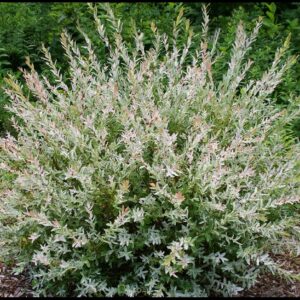 NISHIKI WILLOW