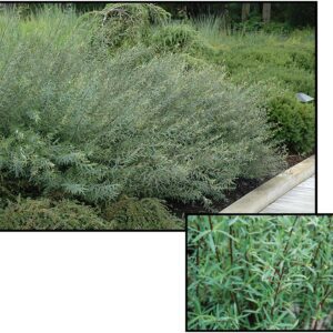 DWARF BLUE ARCTIC WILLOW