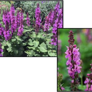 ROSE MARVEL SAGE
