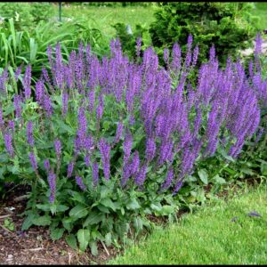 MAY NIGHT SAGE