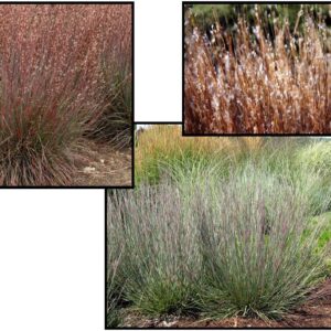 CAROUSEL LITTLE BLUESTEM