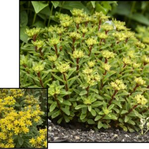 BRIGHT IDEA SEDUM