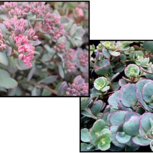CAUTICOLA SEDUM