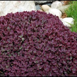 FIRECRACKER SEDUM