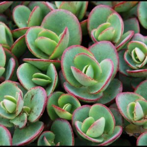 LIME ZINGER SEDUM