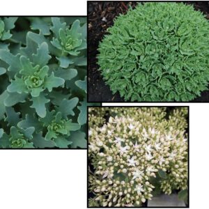 THUNDERCLOUD SEDUM