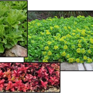 YELLOW STONECROP SEDUM