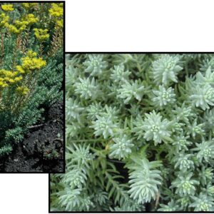 BLUE SPRUCE SEDUM