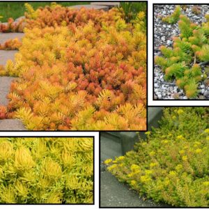 ANGELINA SEDUM