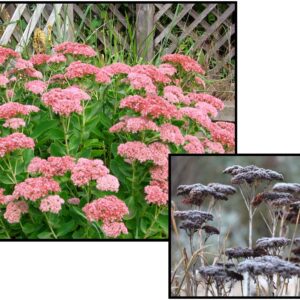AUTUMN JOY SEDUM
