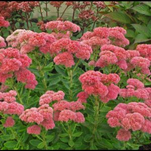 AUTUMN DELIGHT SEDUM