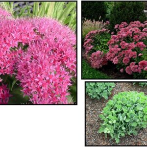 NEON SEDUM