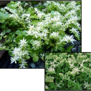 LARINEM PARK SEDUM