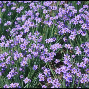 LUCERNE BLUE EYED GRASS
