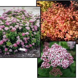 PINK-A-LICIOUS SPIREA