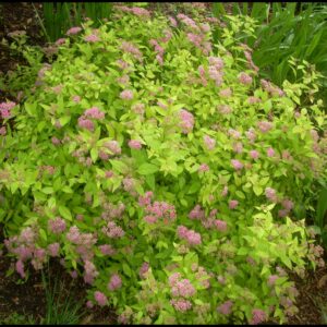 GOLDMOUND SPIREA