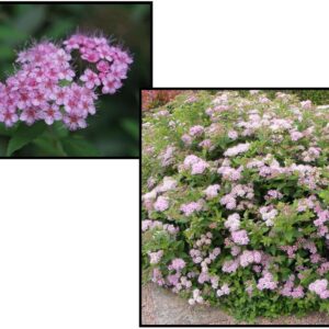 LITTLE PRINCESS SPIREA