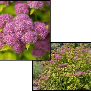 LITTLE SPARK® SPIREA