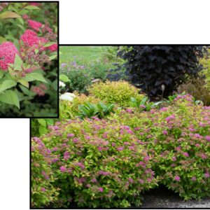 FROEBEL SPIREA