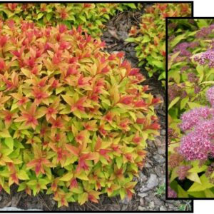 GOLDFLAME SPIREA