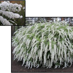GREFSHEIM SPIREA