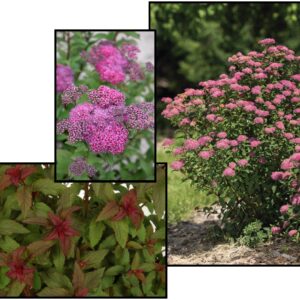 SUPERSTAR™ SPIREA