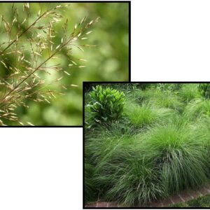 PRAIRIE DROPSEED