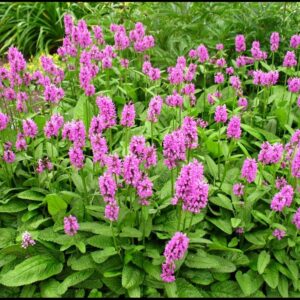 HUMMELO LAMBS EAR