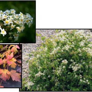 CUTLEAF STEPHANANDRA