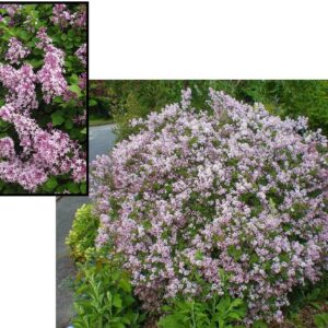 DWARF KOREAN LILAC