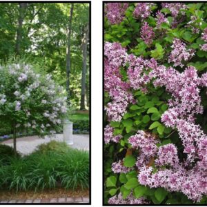 DWARF KOREAN LILAC (STANDARD)