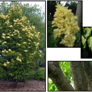 BEIJING GOLD® PEKING LILAC