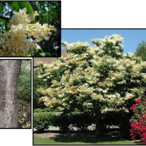 JAPANESE TREE LILAC