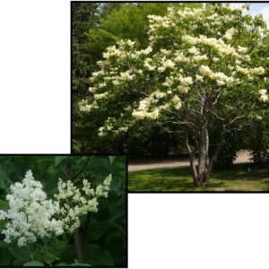 IVORY SILK JAPANESE TREE LILAC