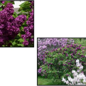 MONGE LILAC