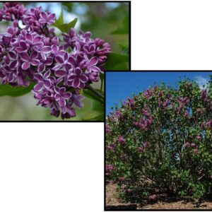 SENSATION LILAC