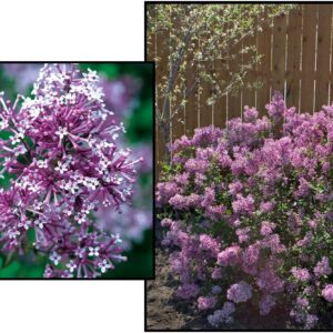 BLOOMERANG® LILAC