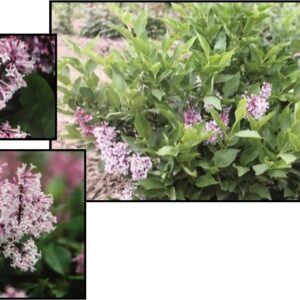 LITTLE LADY LILAC
