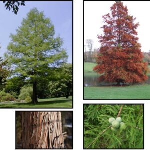 COMMON BALDCYPRESS