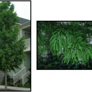 SHAWNEE BRAVE BALDCYPRESS