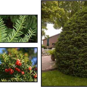 UPRIGHT JAPANESE YEW